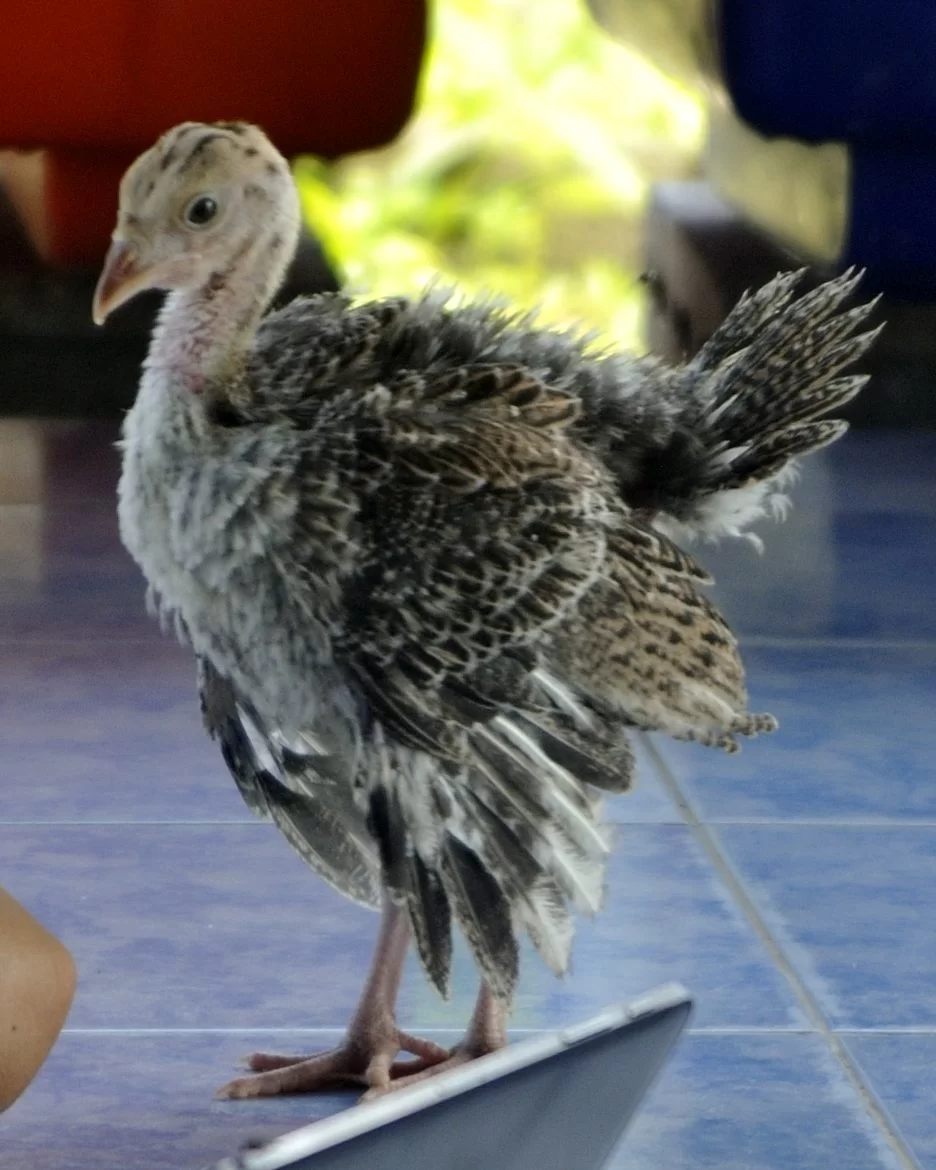 2018-09-29 03-41-17_02.webp