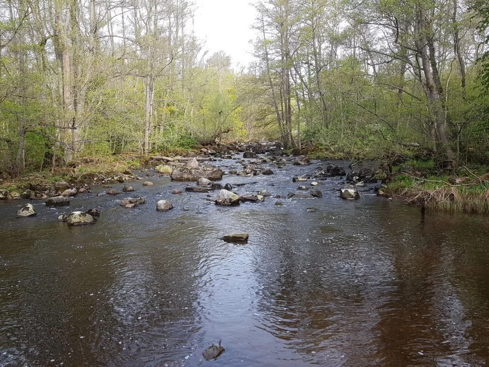 20190504_081418.jpg.6e084dd5342866e65c7a8dbbc5e91fe4.webp