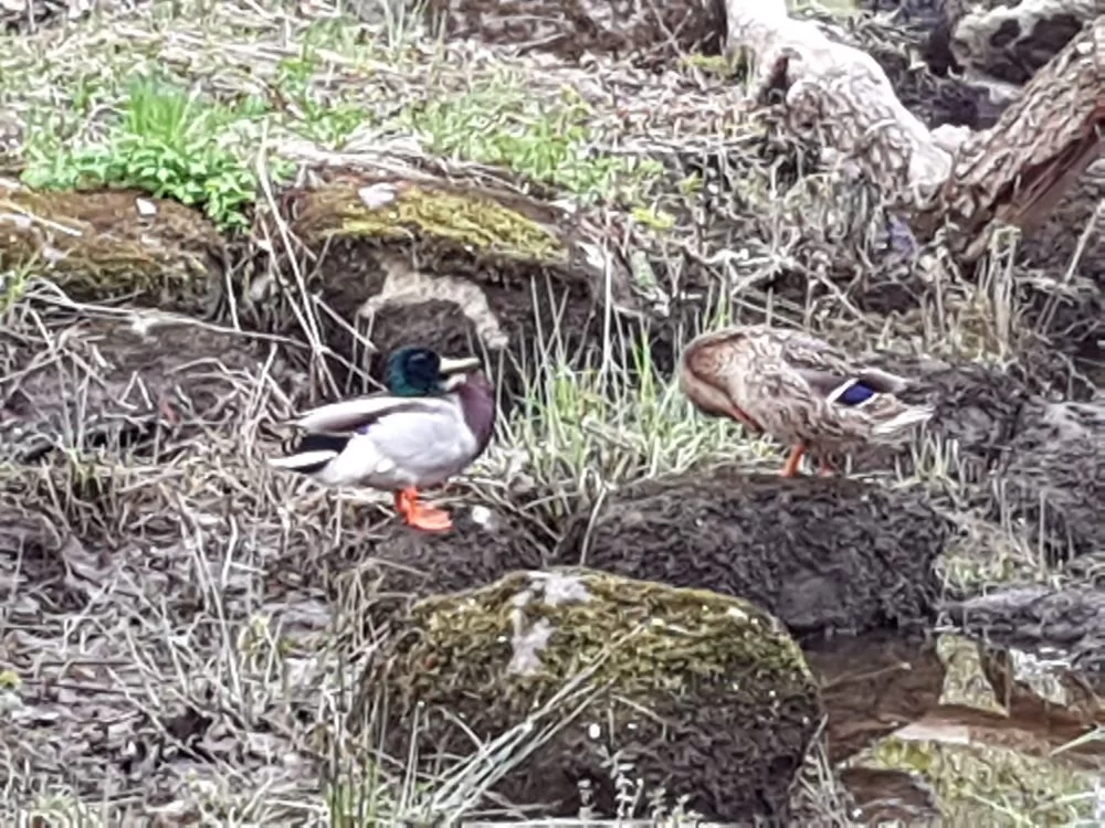 20190504_081521.jpg.98e2819232015f27c6dd86fe38911b3d.webp