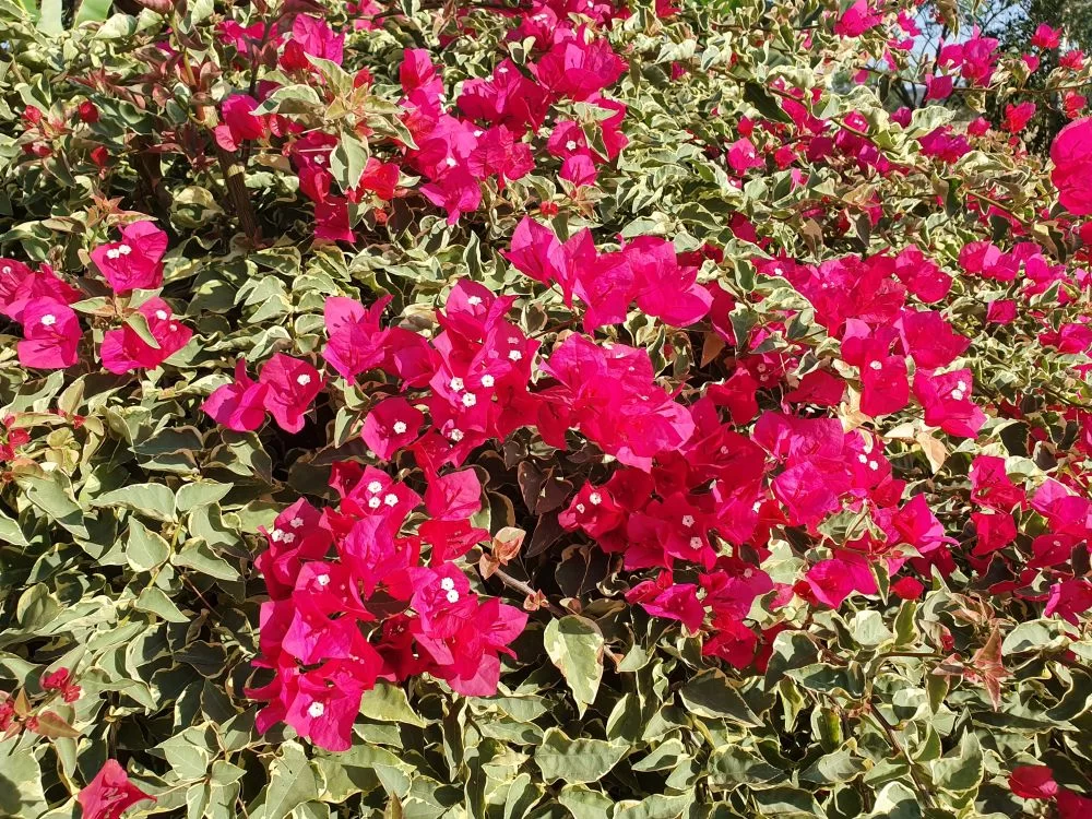 20191229_085011.jpg.ef63ce43b260f3fbffb850054aff611b.webp