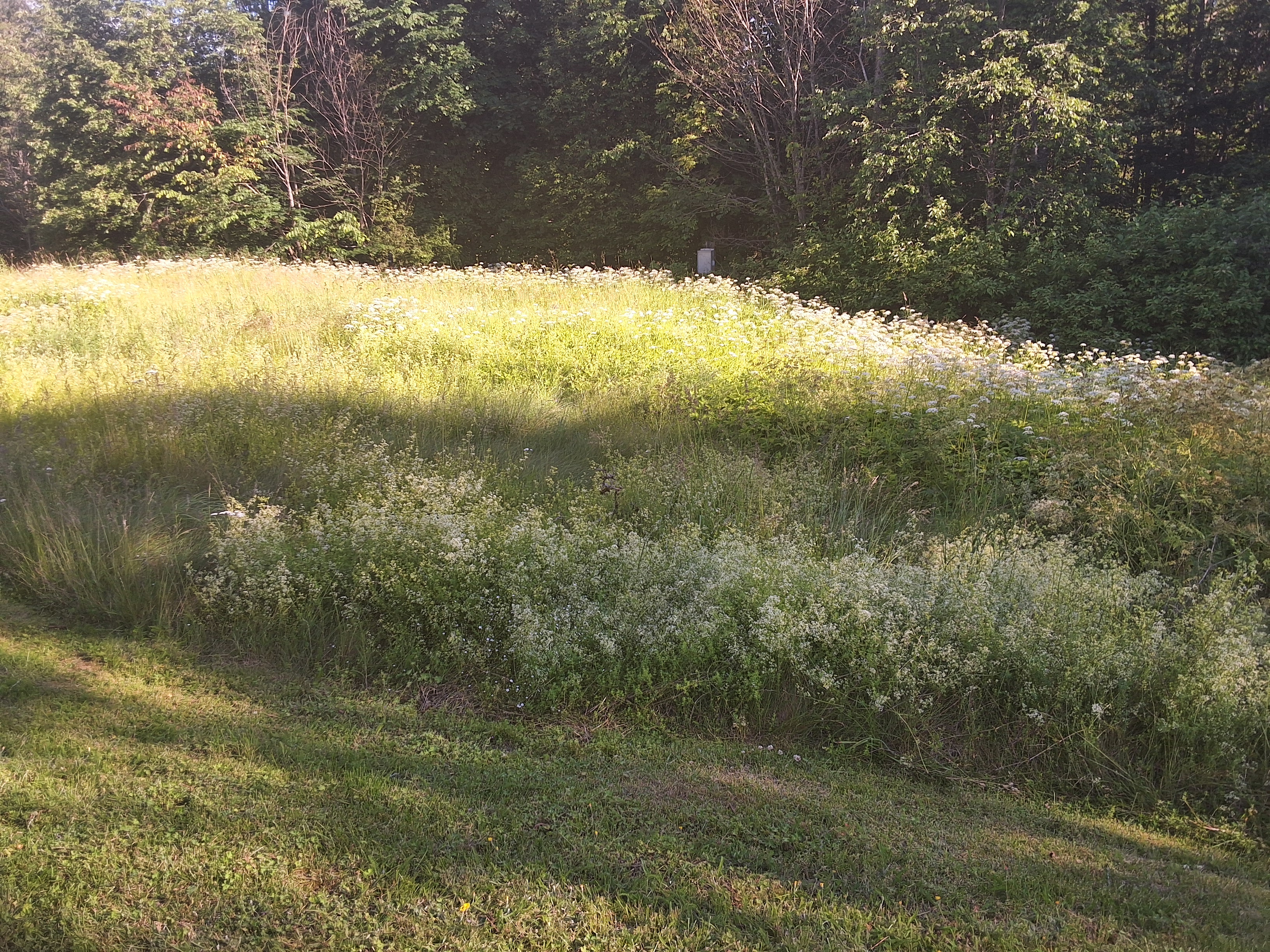 20240624_181433.jpg