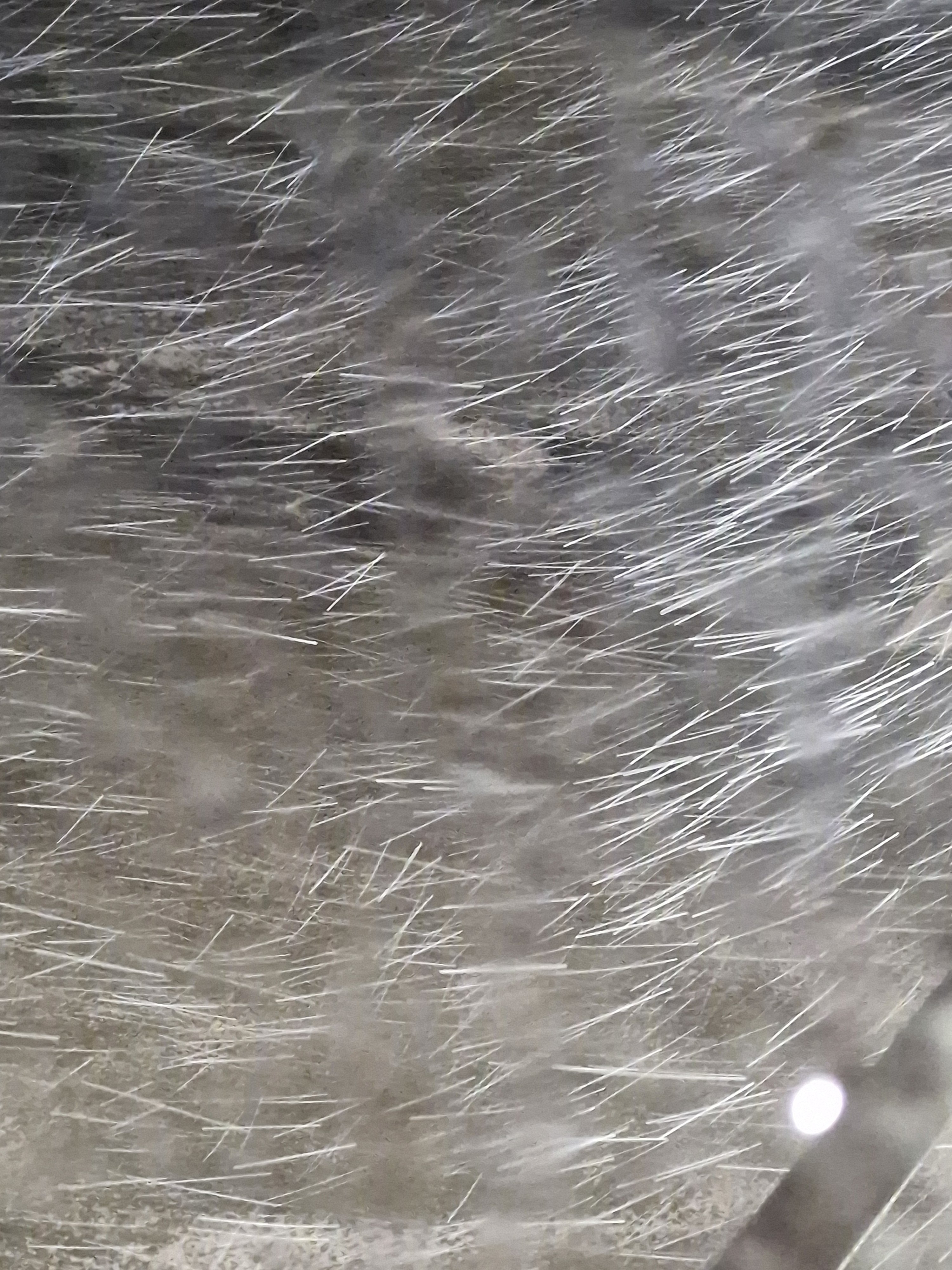 20241216_074624.jpg