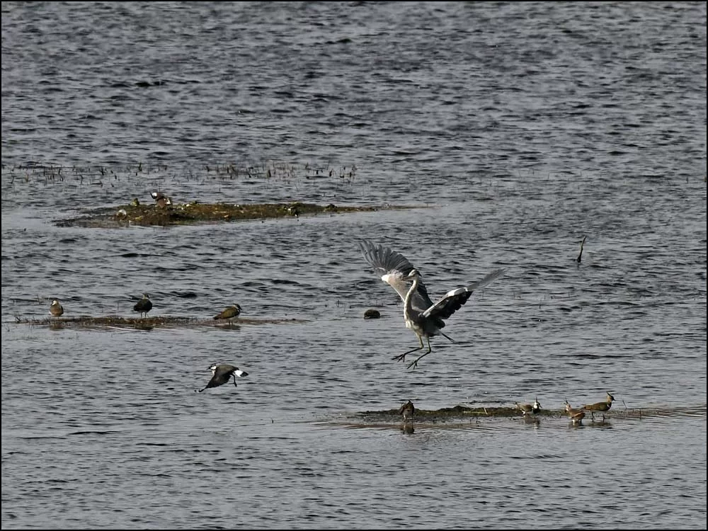 22-0442 Häger och tofsvipor, Mårdängsjön.webp