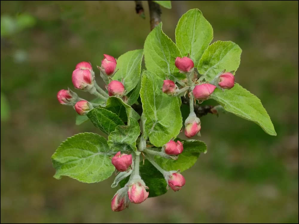 22-0606 Äppelblom i knopp.webp