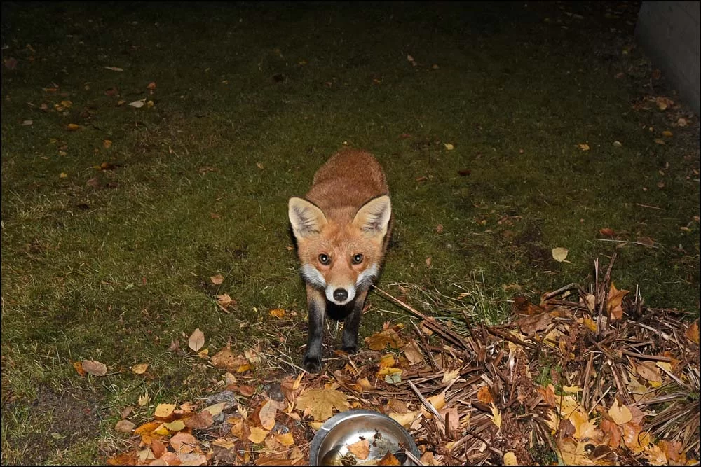 22-1260 Räv på gården.webp