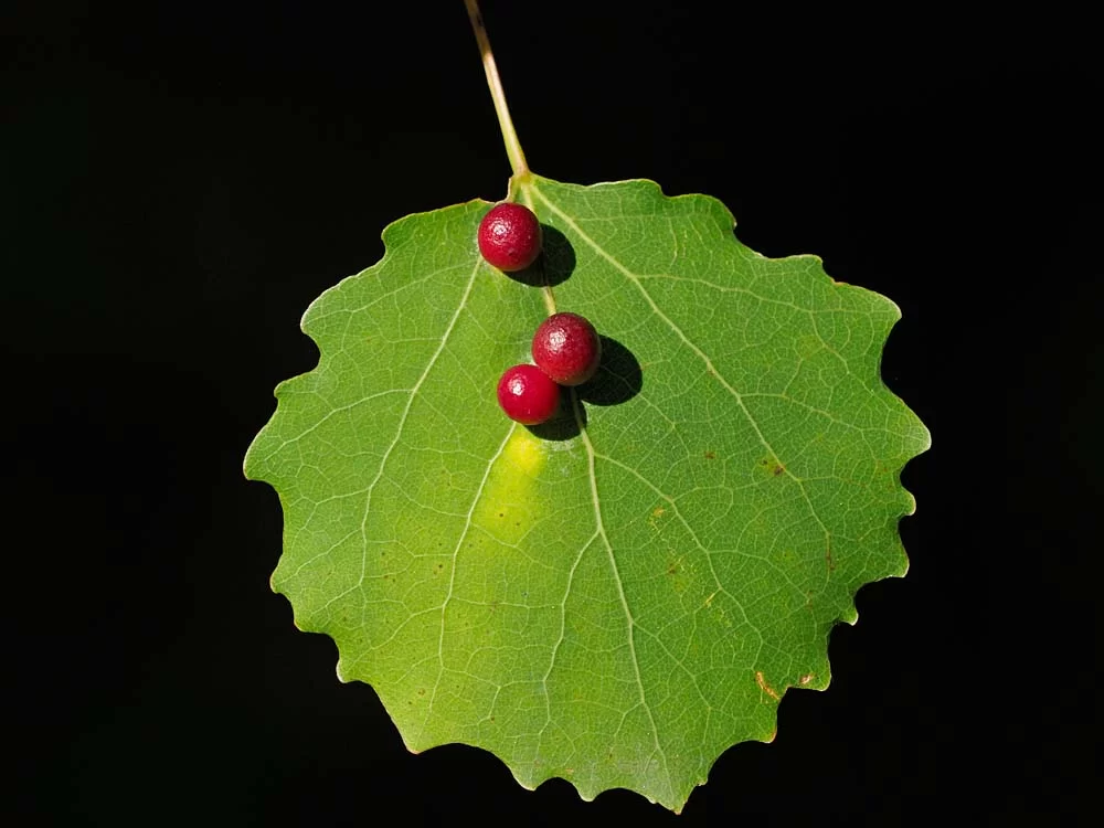 23-0901 Aspärtor.webp