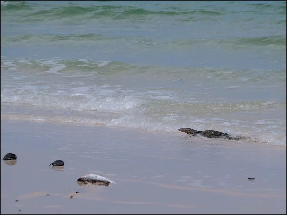 23-1053 Badande ödla PKK.webp