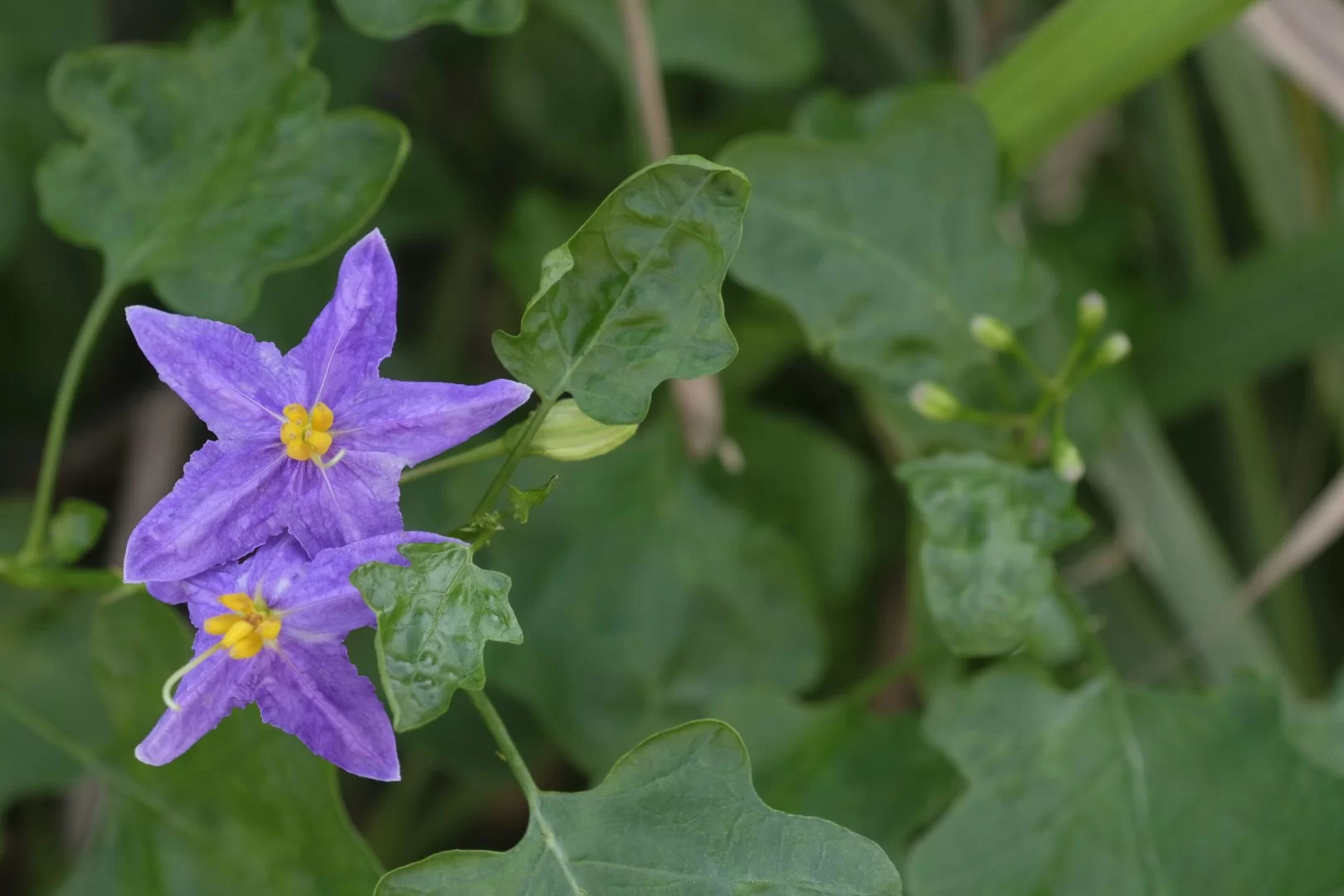 23-1062 Lila blomma PKK.webp