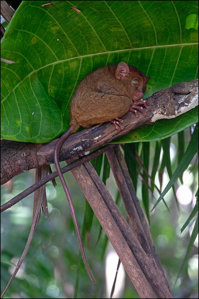 23-1385 Tarsier, Bilar BOH.jpg