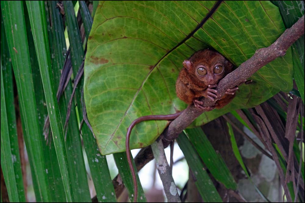 23-1387 Tarsier, Bilar BOH.jpg