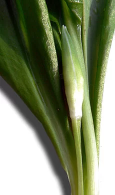 230px-AilDesoursFleur.webp