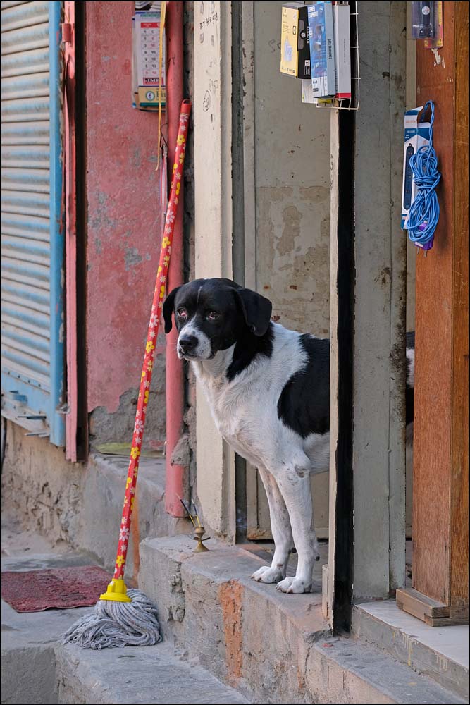 24-0026 Hund, Bagbazar KTM.jpg