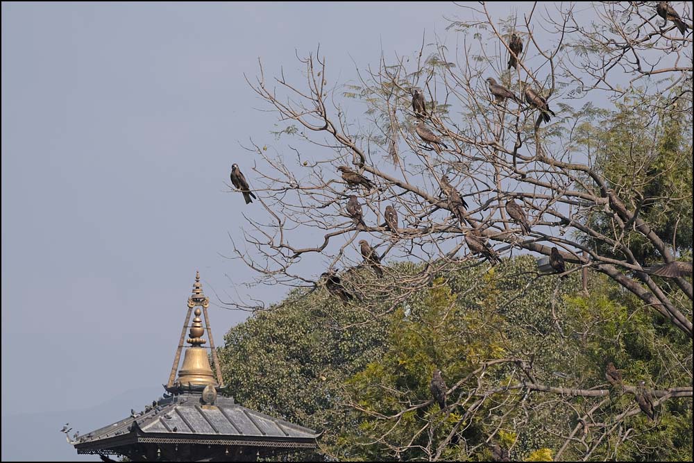 24-0130 Bruna glador vid Indrayani temple KTM.jpg