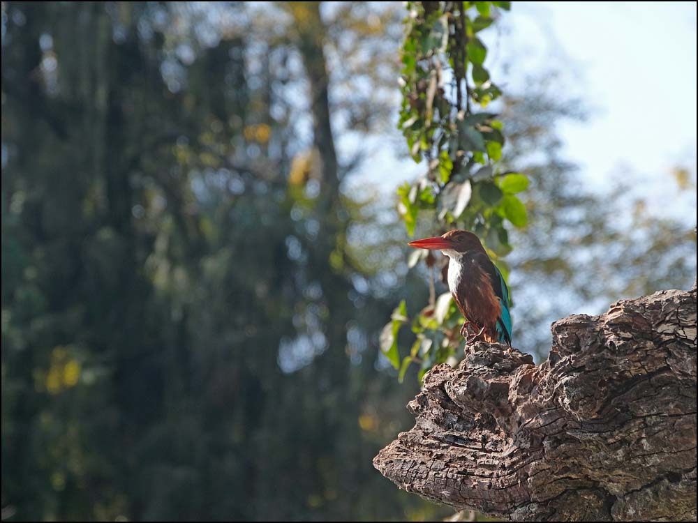 24-0140 Kungsfiskare, Balaju park KTM.jpg