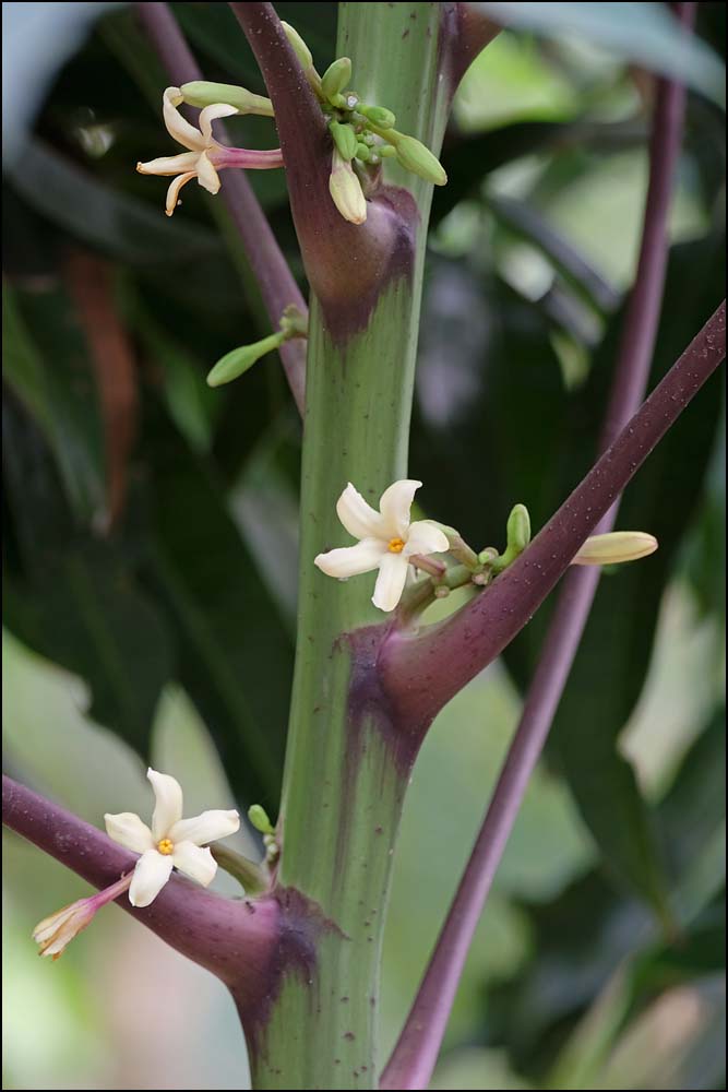 24-0351 Papaya, honblommor BUK.jpg