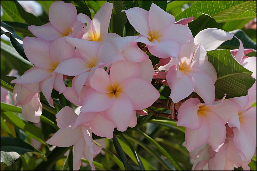 24-0366 Ljusrosa frangipani, Hua Hin PKK.jpg 24-0366 Ljusrosa frangipani, Hua Hin PKK.jpg