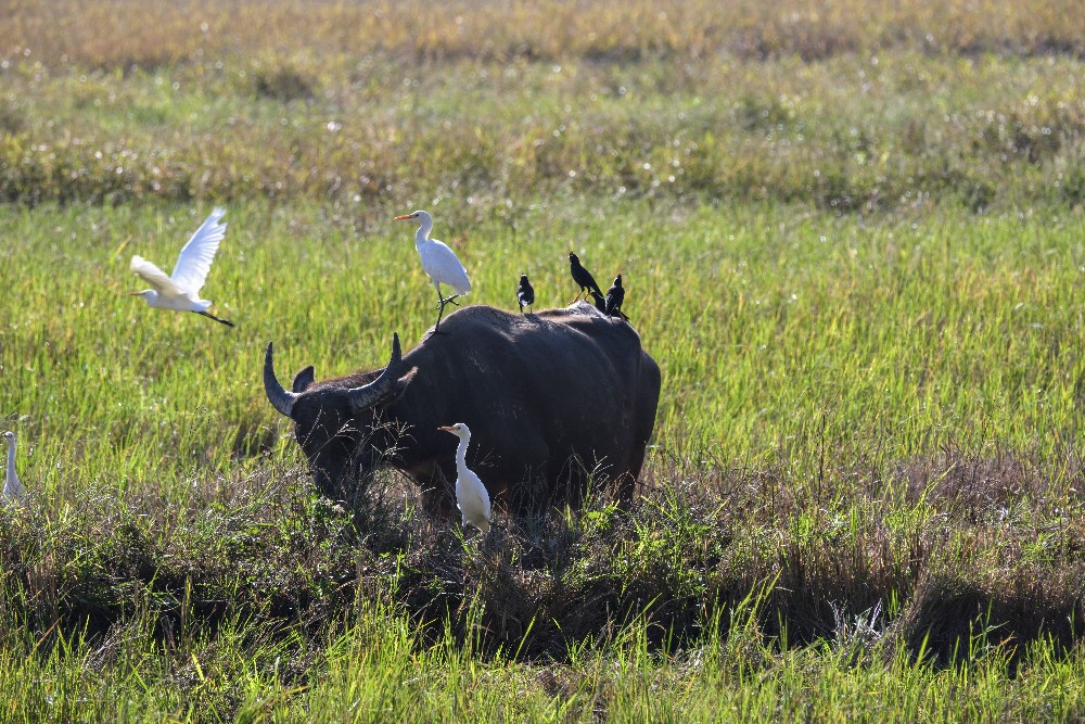 24-1264 Buffalo med fåglar CHR.JPG