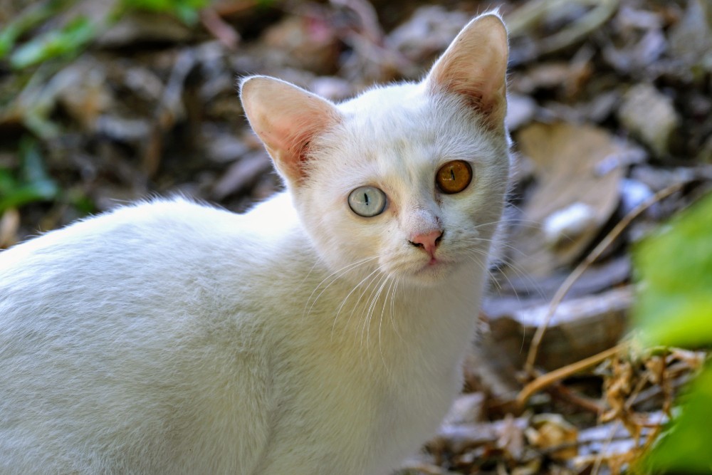 25-0135 Lucky cat PYO.JPG