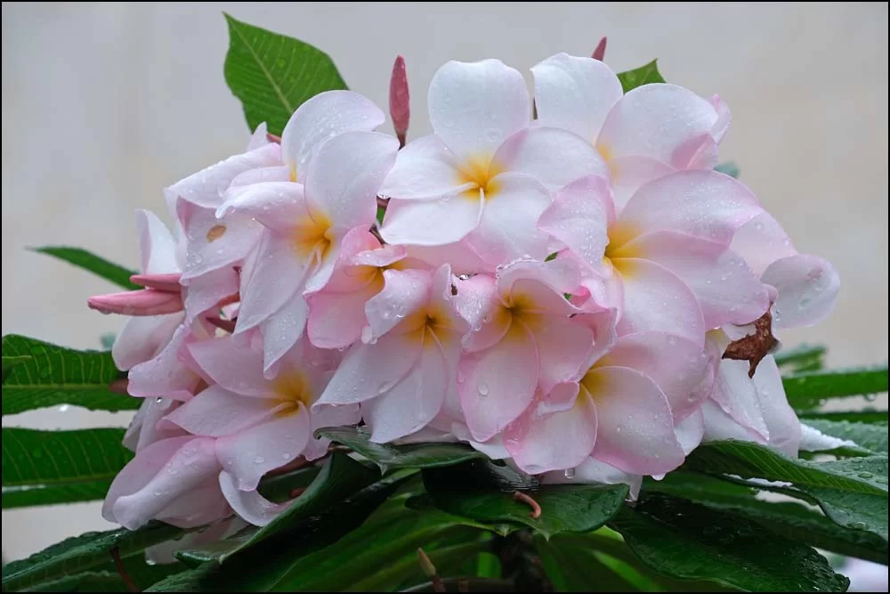 25-0891 Frangipani PKK.webp