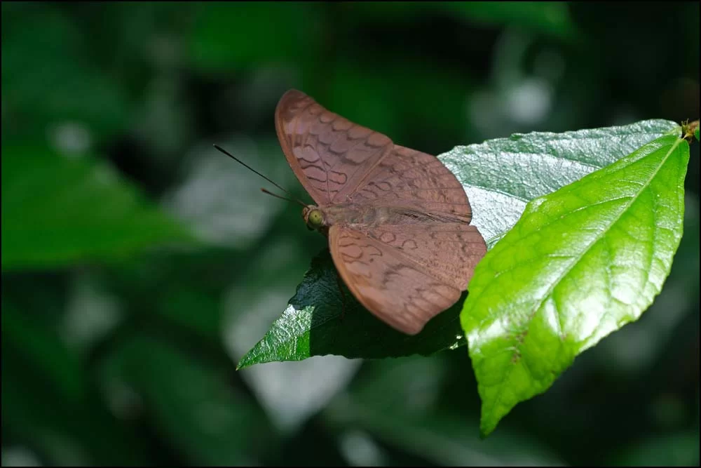 25-0908 Chocolate soldier CHR.webp