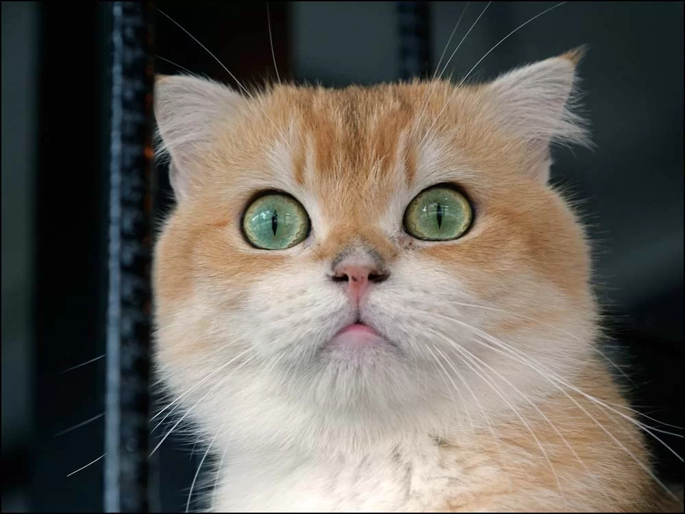 25-0915 Kattcafé CHR.webp