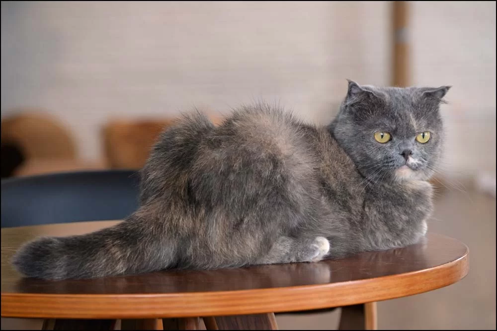 25-0916 Kattcafé CHR.webp