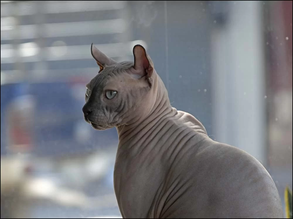 25-0917 Kattcafé CHR.webp