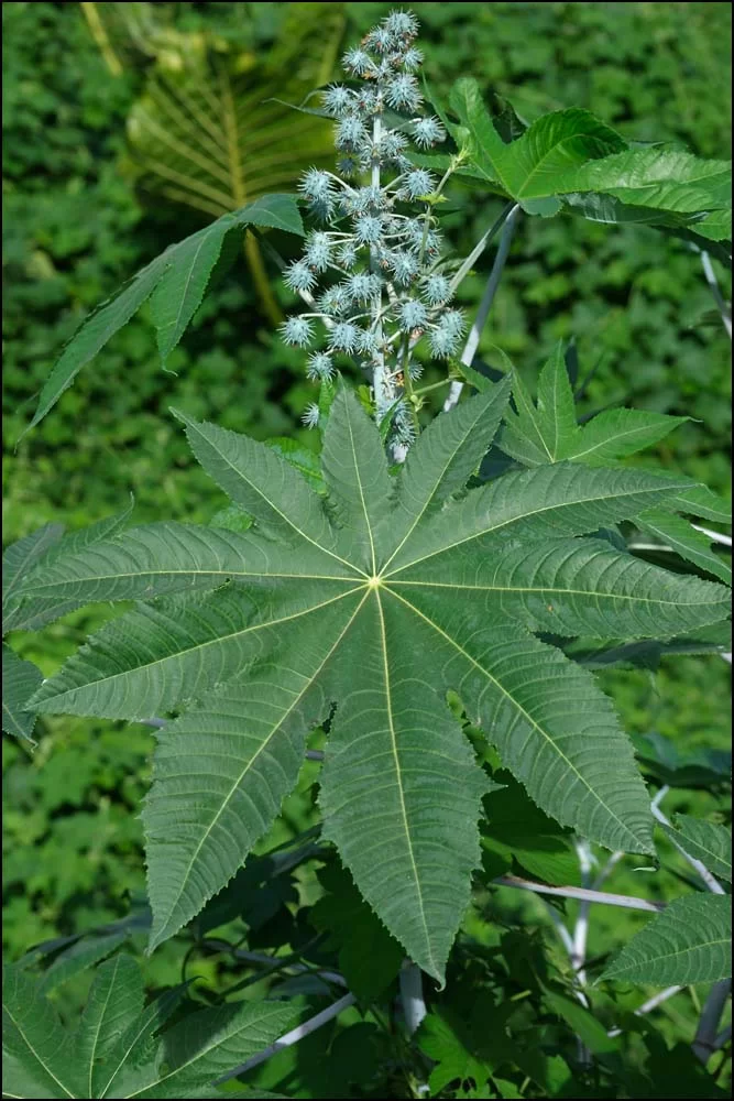 25-0918 Blomma CHR.webp