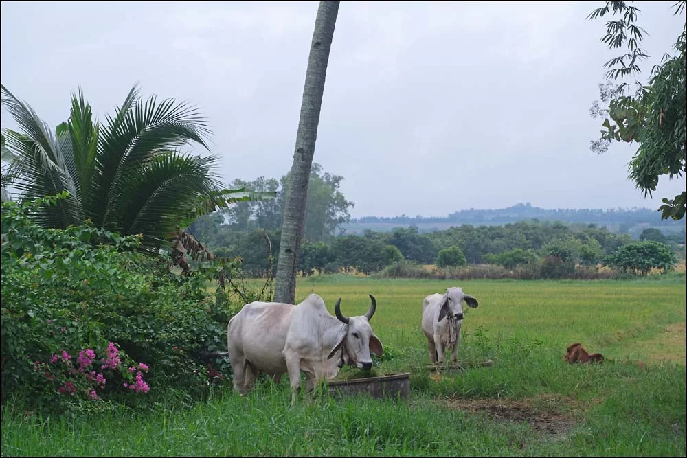 25-0920 Boskap, Fang CHM.webp