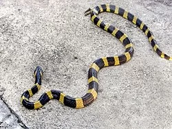 250px-AB_054_Banded_Krait.webp