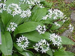 250px-Allium_ursinum0.webp