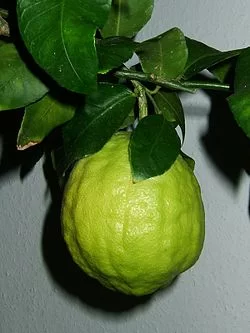 250px-Citrus_medicus_fruit.webp