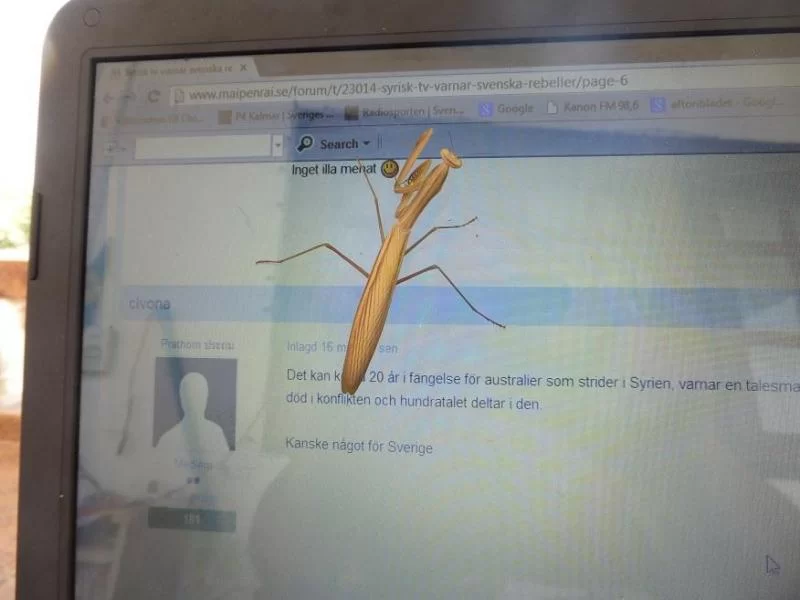 36.webp