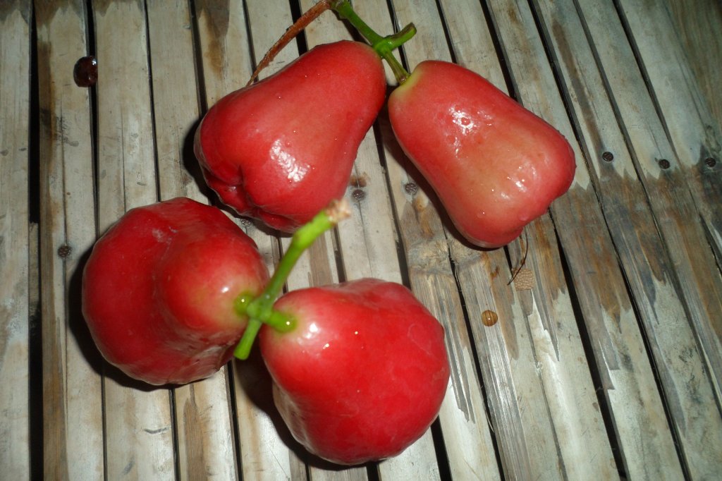 4 a muscatello 006.JPG