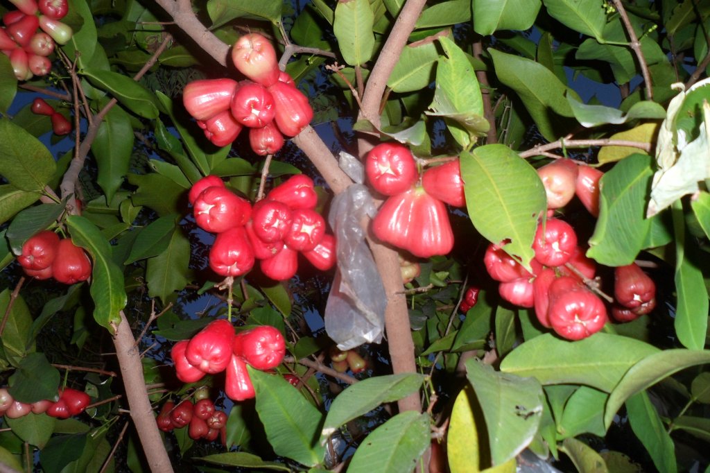 4 a muscatello 009.JPG