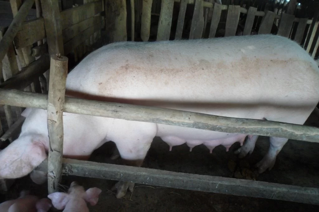 4 a muscatello 044.webp