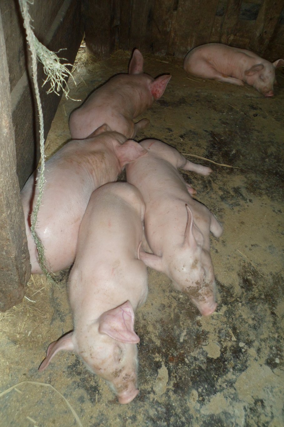 4 a muscatello 046.JPG
