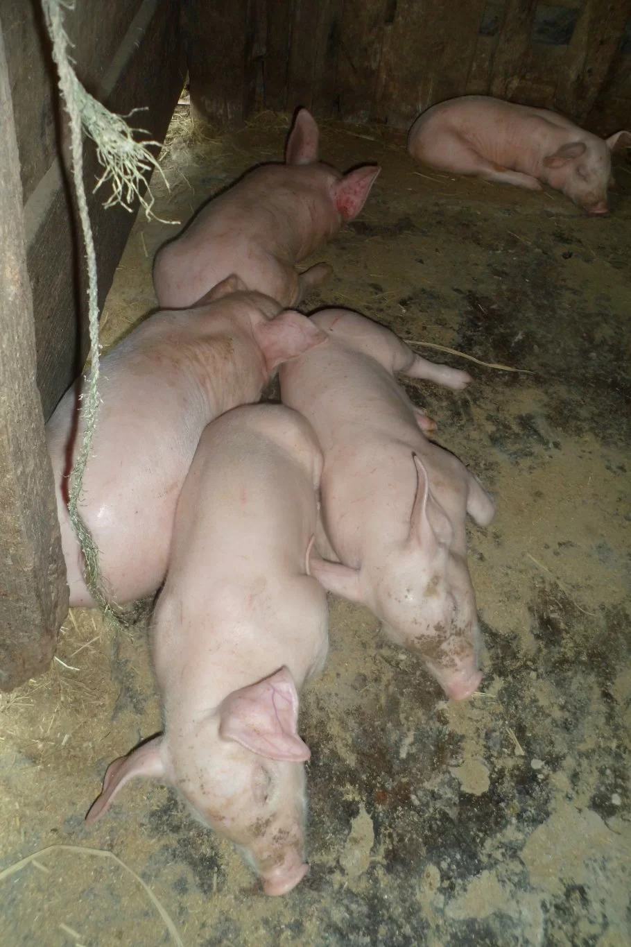 4 a muscatello 046.webp