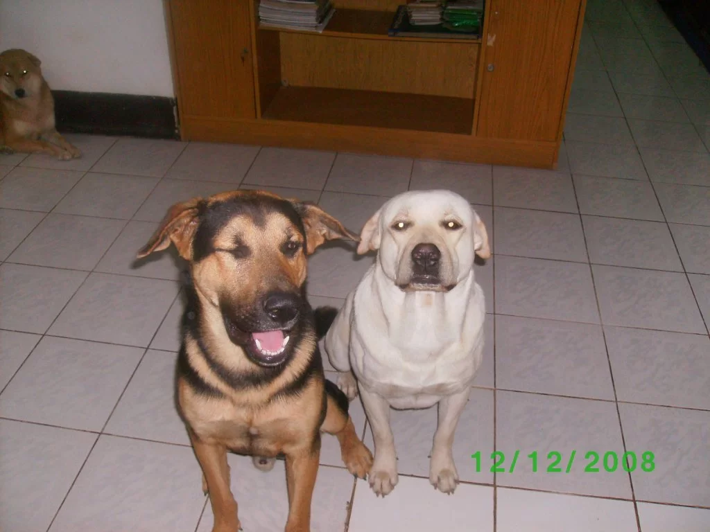 417.webp