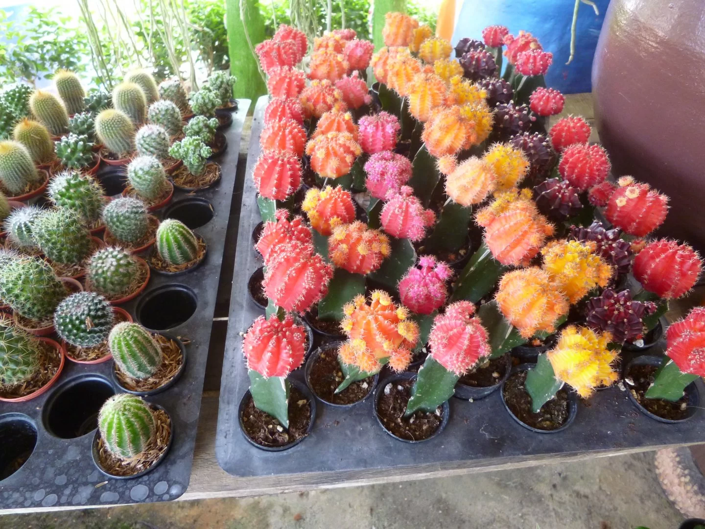 9090 006.webp