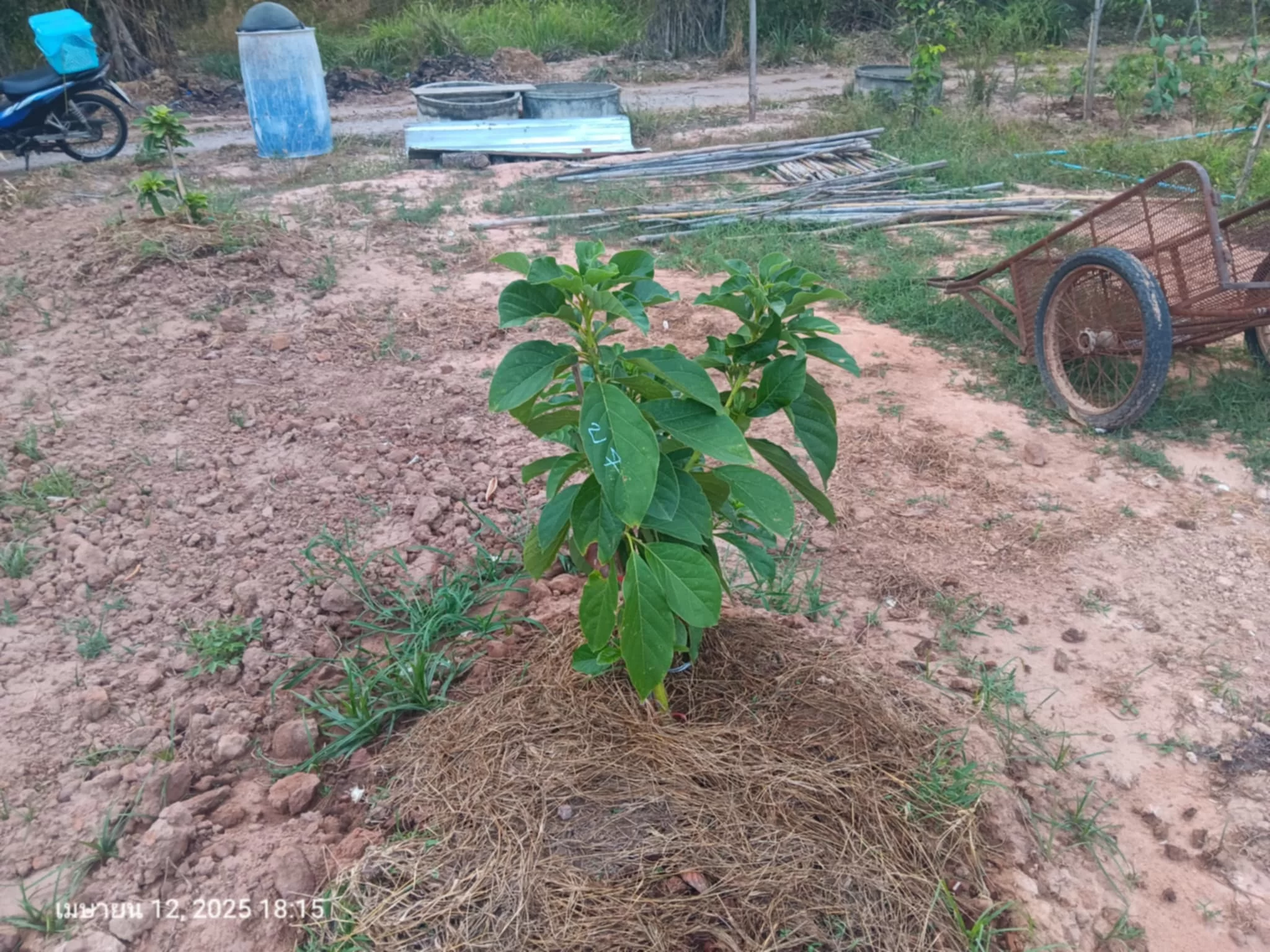 A Bu7 250412.webp