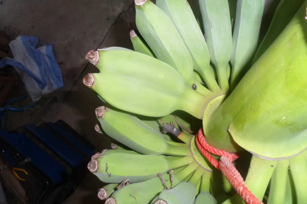 Äggstanning 012.webp