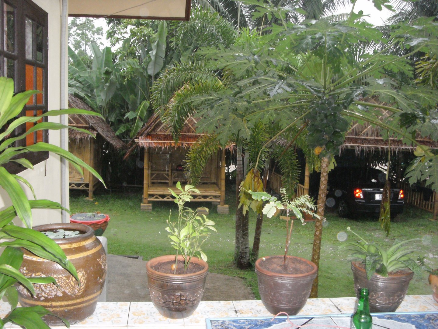 bamboo bunga.JPG