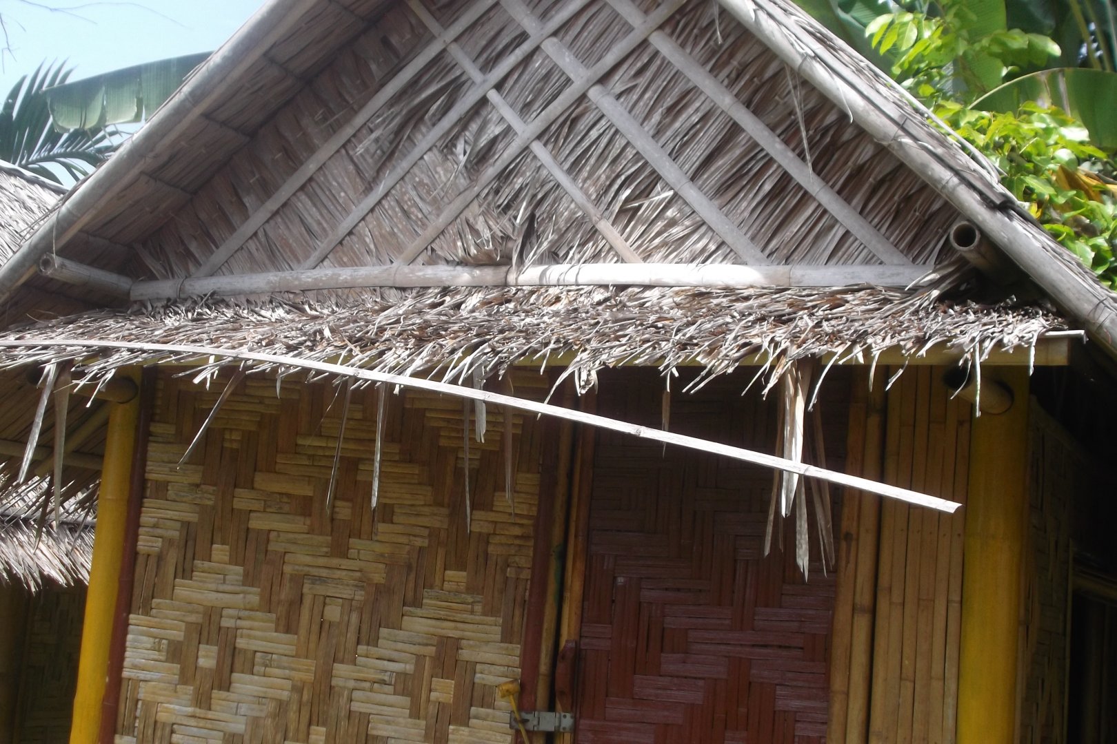 bamboo.JPG