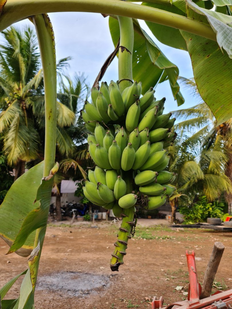 Banana.jpg