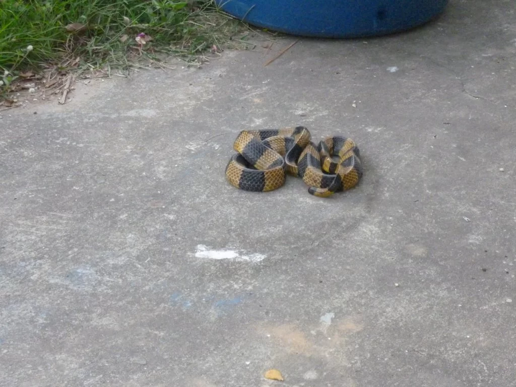 Banded Krait 027.webp