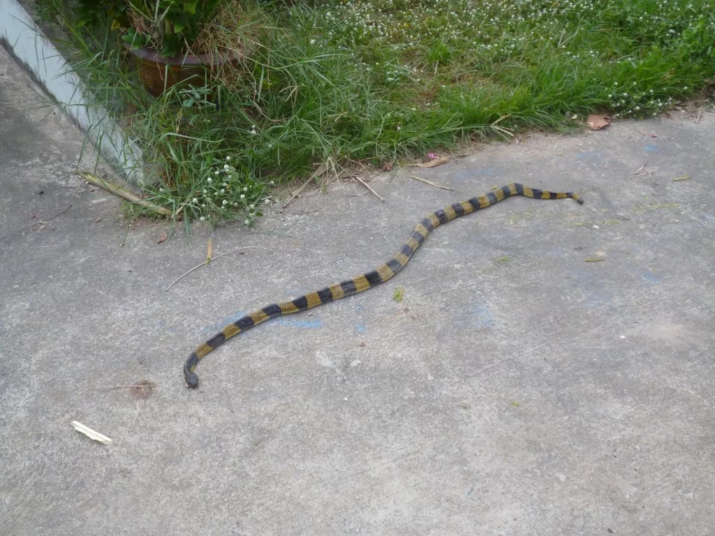 Banded Krait 029.webp