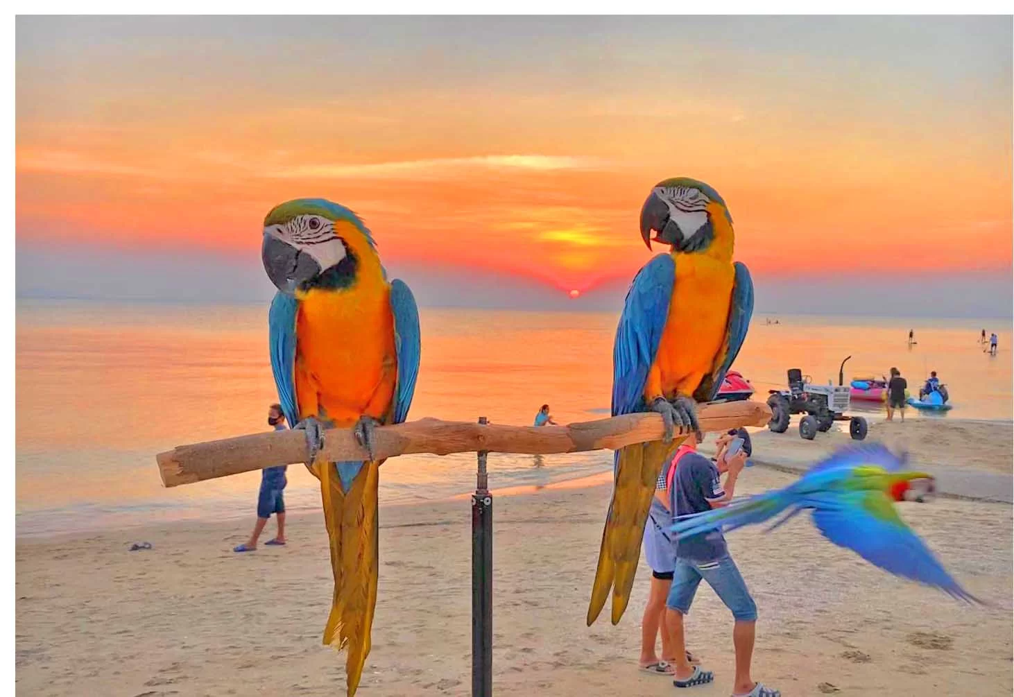 banf papeg'y 22 - Copy.webp