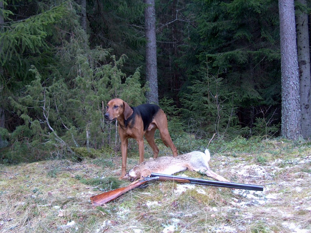 Bästa jaktbild.JPG