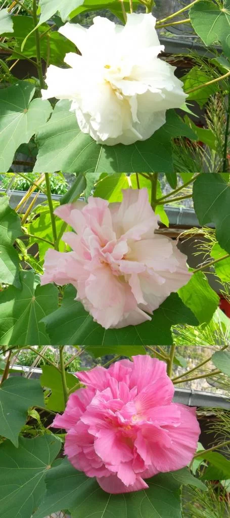 bl-vert.webp